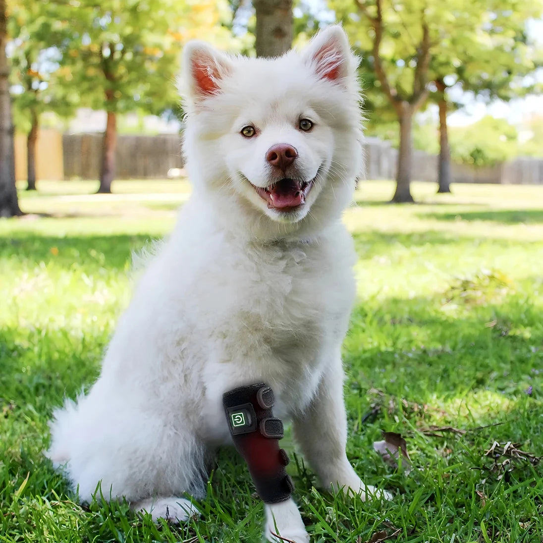 Infrared Red Light Therapy Leg Wrap for Dogs
